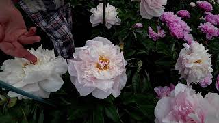 Пион Orchid Anne. Май 2018