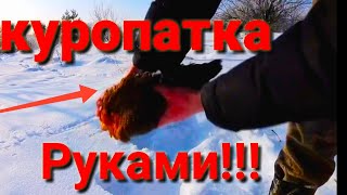 ЛОВЛЯ ПЕТЛЯМИ ЗАЙЦА ПОЙМАЛ РУКАМИ КУРОПАТКУ!!!!!