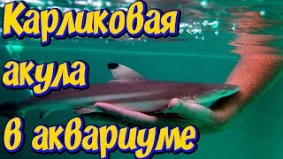 Карликовая акула в аквариуме! Акула в большом аквариуме с рыбами! Аквариумная акула!