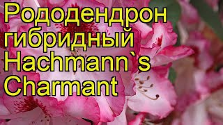 Рододендрон гибридный Гашманс Шармант. Краткий обзор, описание rhododendron Hachmann's Charmant