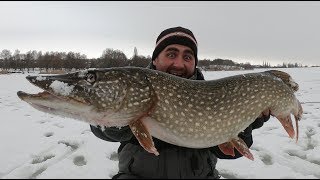 Ловля трофейной щуки. Зимняя рыбалка на жерлицы в глухозимье!