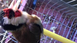 Chant Chardonneret Parva Coupleur En Mue (El Bordj)  Suite High Quality !