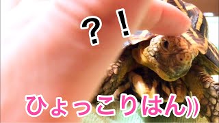 【ストレス解消】リクガメに癒され、心が落ち着く動画