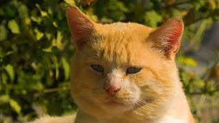 cute cats enjoy the sun
