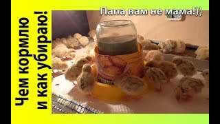 Перепелята, первые дни! Чем кормлю! Что сделал | Папа вам не мама
