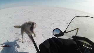 ТРЕЙЛЕР Степные охотники 4 2, охота на волка (Wolf hunting)