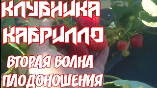 «КЛУБНИКА КАБРИЛЛО:Вторая волна плодоношения».