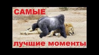 ОХОТА и БОИ животных - лучшие сумасшедшие моменты