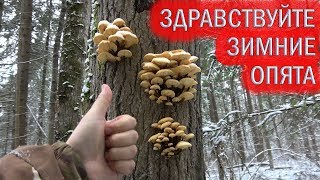ЗДРАВСТВУЙТЕ ОПЯТА ЗИМНИЕ?! ГРИБЫ ПОДМОСКОВЬЯ В ОКТЯБРЕ. Flammulina Velutipes.Хочу за грибами?2020