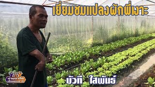 "เยี่ยมชมแปลงผักพี่เงาะ" บัวที ใสพันธ์//สามอาชีพฯ