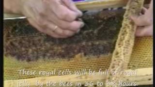 Production of genuine royal jelly. - www.meli-skouras.gr