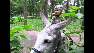 Про ослика :-)