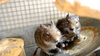 Degus talking to each other & running flying saucer :) D7000 20mm f1.8