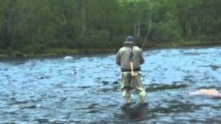 Kola Salmon 2