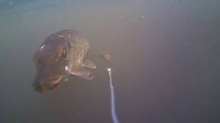 Spro BBZ-1 Jnr Under Water Footage