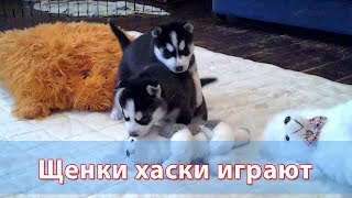 Щенки хаски играют