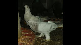 Касаны,агараны,бакинские голуби,ленинаканские голуби!! Ответы на вопросы зрителей канала .#pigeon#