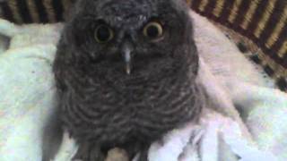 Baby Western Screech Owl