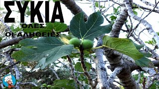 ΣΥΚΙΑ: Όλες οι αλήθειες!!