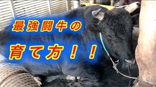 【沖縄闘牛】最強重量級闘牛の作り方