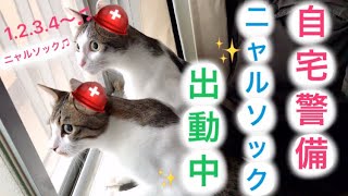 ＃95【ニャルソック】 元野良猫（モモ＆ねこた）が早朝から仲良く家を守ってくれるようになりましたw【我が家編】