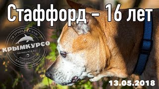 16-летний стаффордширский терьер живет в Крыму. Одна из самых старых собак этой породы в России!