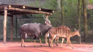 Paarungsritual Nyala