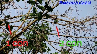 Một Ngày Săn Bắt Trong Rừng Già Đầy Cu Xanh - Blue bird hunting - การล่านกสีฟ้า