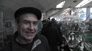 #голубивмоскве ВЫСТАВКА ГОЛУБЕЙ 2019 МОСКВА ЦСКА (часть 2)