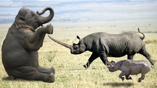 Elephant vs Rhino Real Fight - Ephant Shows Who's Boss and the unexpected