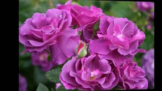 #Розы #Флорибунда каталог2 #Питомник Антипова