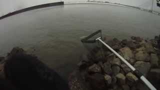 Monster Zander aus dem Rhein