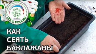 Как сеять баклажаны. Посев семян баклажанов на рассаду.