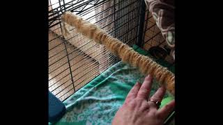 DIY chinchilla cage/ c&c cage. Cage liners and cage tour