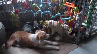 S-nestje fijn spelen in binnen puppy ren, met vele speeltjes
