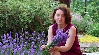 3 Совета Лета.  Июнь в саду, Лаванда и розы.