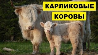 Карликовые Коровы как бизнес идея