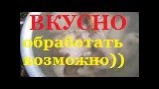 ТРЕБУХА ЧИСТИМ и готовим,вкусно
