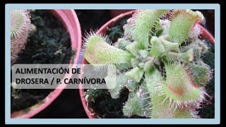 DROSERA COMIENDO
