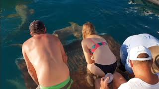 Woman Feeding Shark Dragged Into Water by Finger in Western Australia