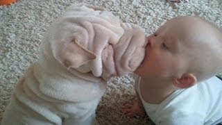 Perros Monos Besar Bebés - Perros divertidos dando Bebés Besos Compilación 2014 [NEW VIDEO]