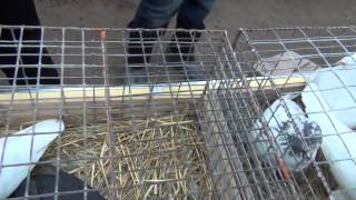 5 .Выставка голубей 2014г. в Самаре 23.11.14