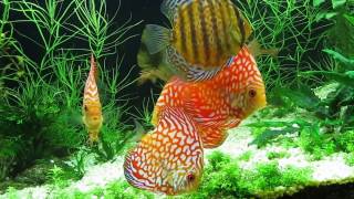 Bitkili discus akvaryumu