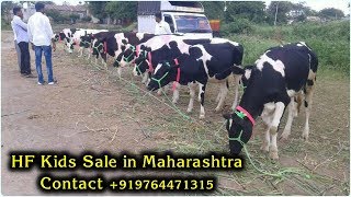 HF Kids Sale in Maharashtra Contact +919764471315