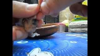 TRUCO; ANILLADO CON MAS DE 6 DIAS DE VIDA,