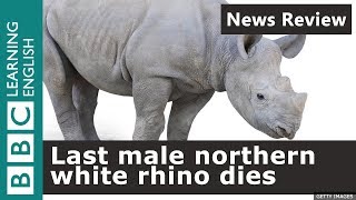 Last male northern white rhino dies: BBC News Review