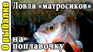 Рыбалка на поплавок,ловля окуня поздней осенью в октябре,полосатые матросики на снасть из СССР.