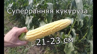 Очень ранняя кукуруза. Дилан F1 на 10.07.17г