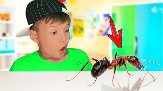 Мои муравьи сбежали. Веселое видео от boy yan channel.