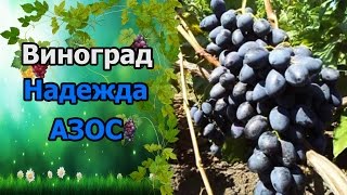 ?Сорт винограда Надежда азос. #СтоловыеСортаВинограда.